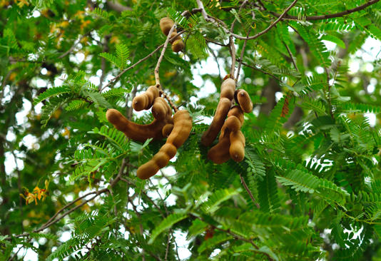 Healthy Tamarind | Alternatives for a Healthier Diet